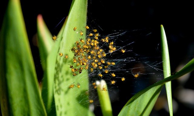 nest met spinnen